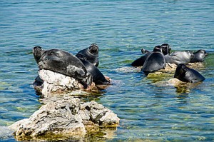 Limnologisches Baikal-Museum